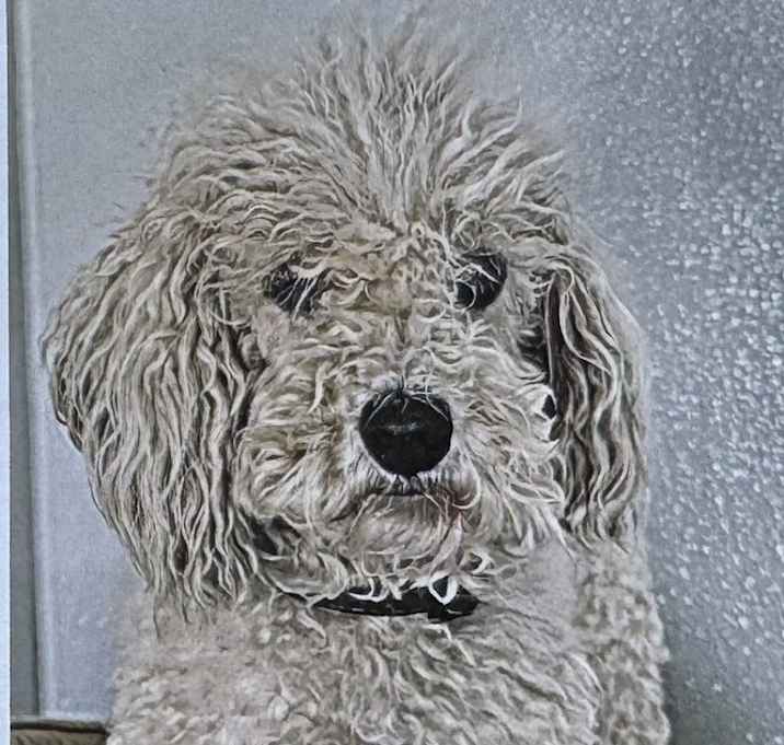 Photo of Icee