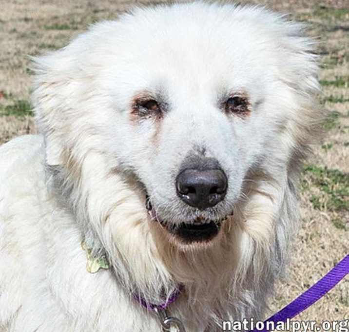 Photo of Fluke in CT - Sweet Pocket-Pyr Gentleman!