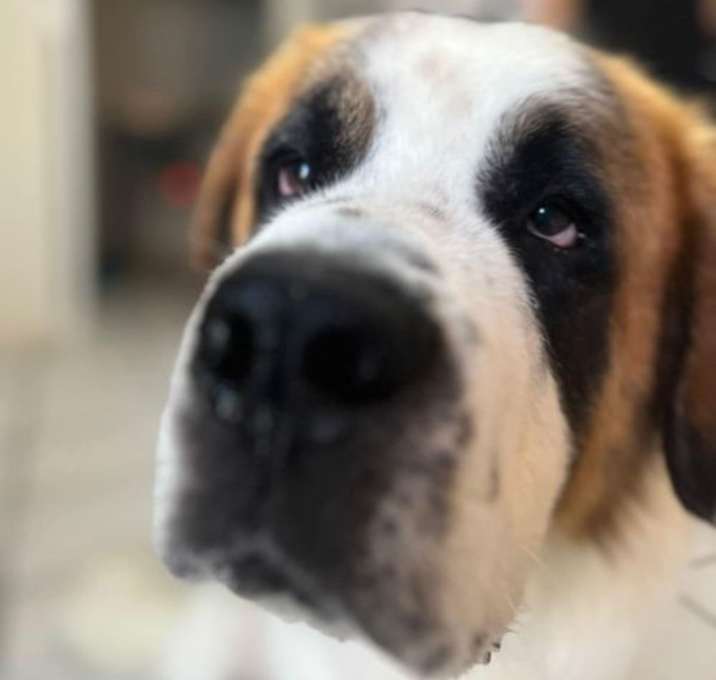 Photo of Maximo