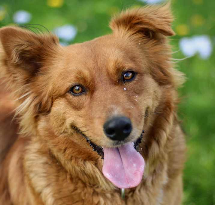 Photo of Tally