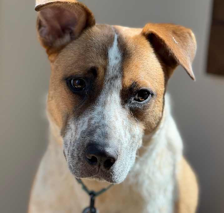 Photo of Pomelo / Dale