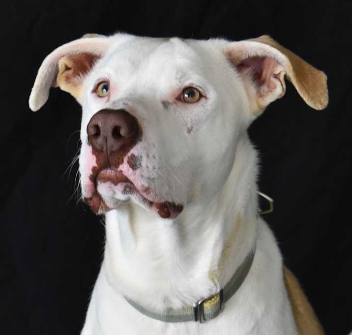 Photo of Rigby