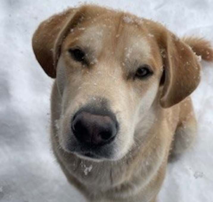 Photo of Moonpie