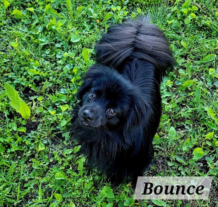 Photo of Bounce