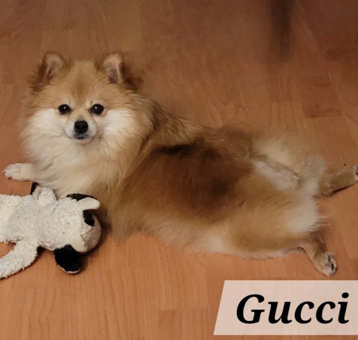 Photo of Gucci