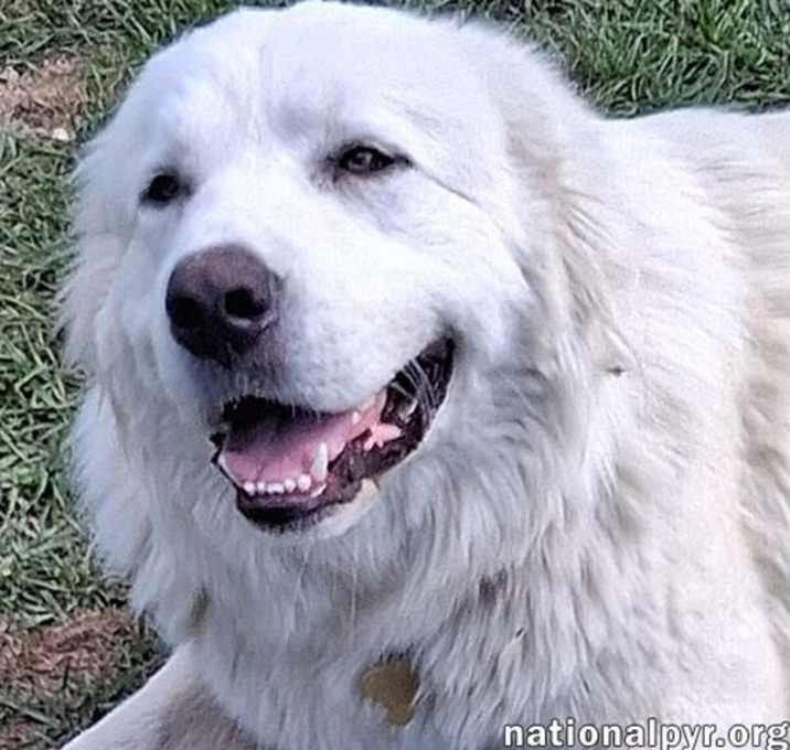 Photo of Hanzo in LA - Sweetheart With A Gentle Soul!