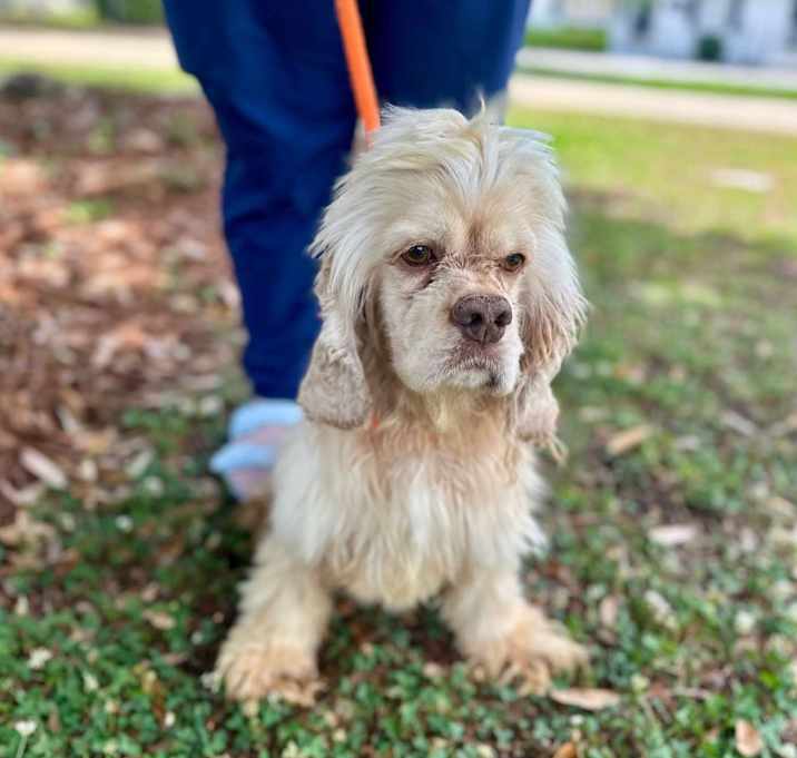 Photo of COPPER