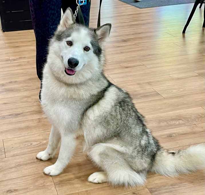 Photo of Lobo