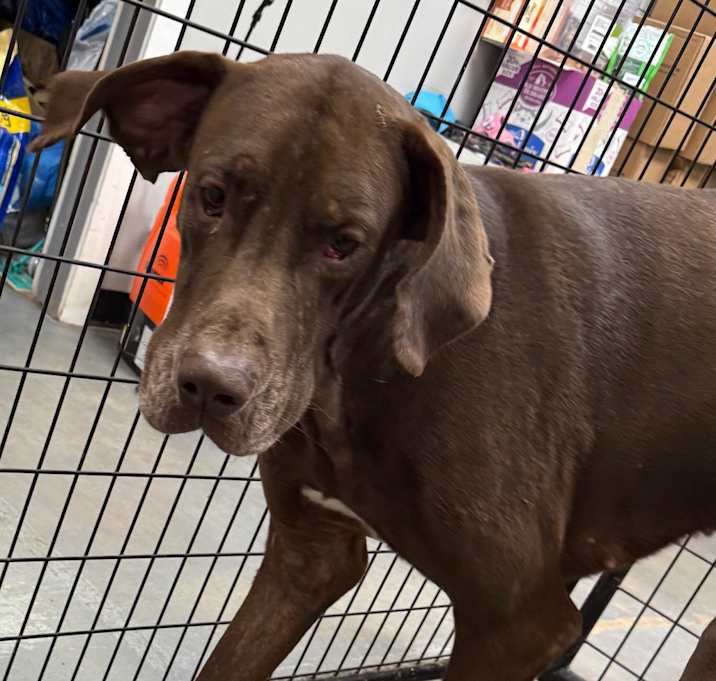 Photo of Bronson
