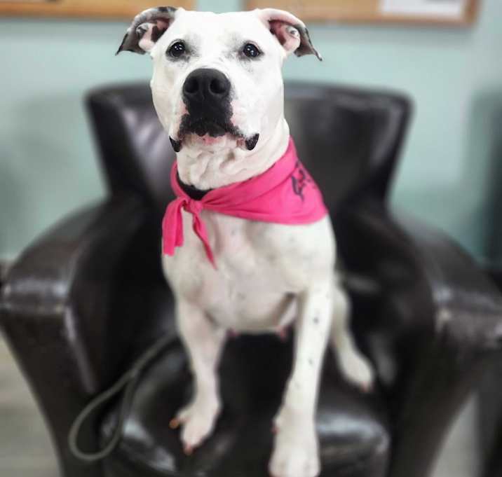 Photo of Kilo(Deaf)