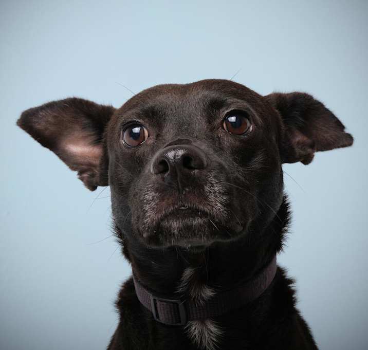 Photo of Vico