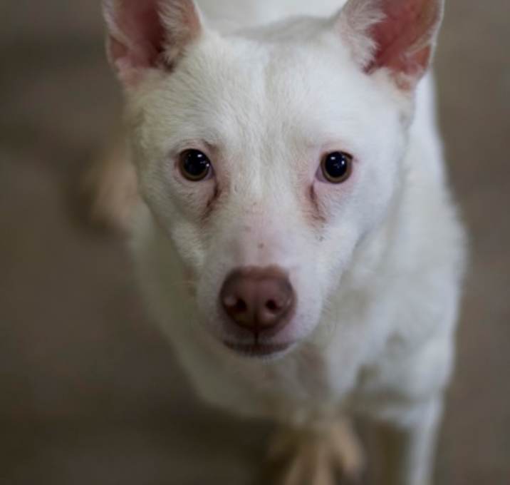 Photo of Toby