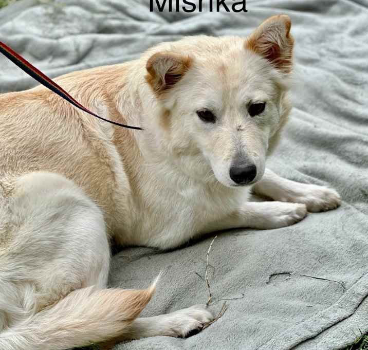 Photo of Mishka