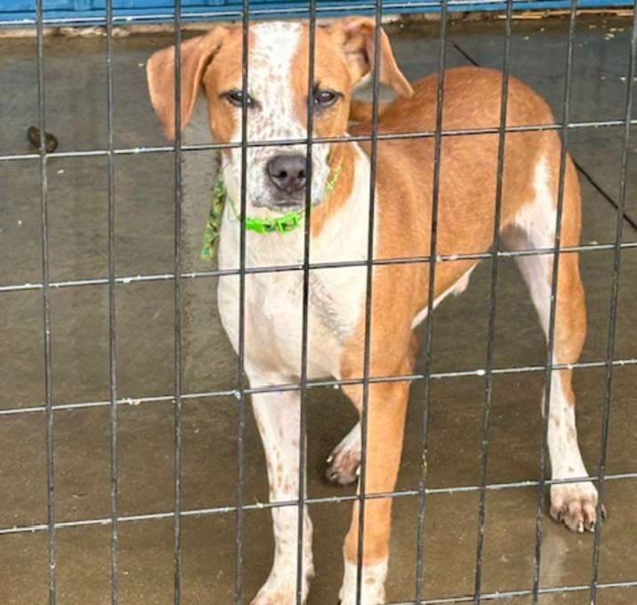 Photo of Shaggy