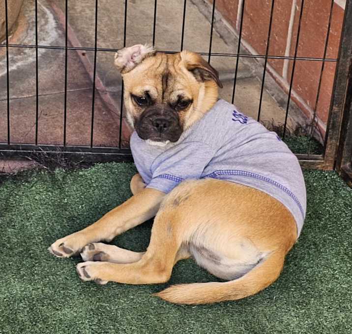 Photo of Barney