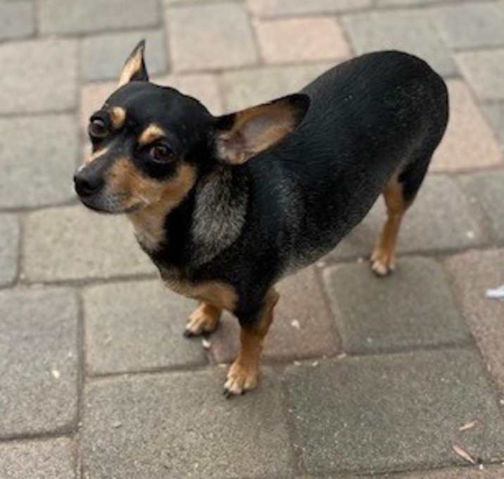 Photo of Missy
