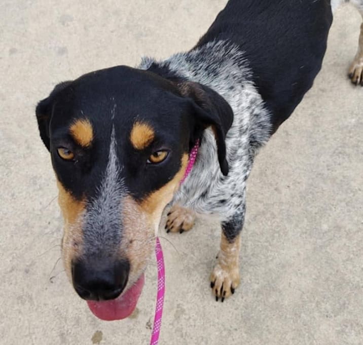 Photo of Beau