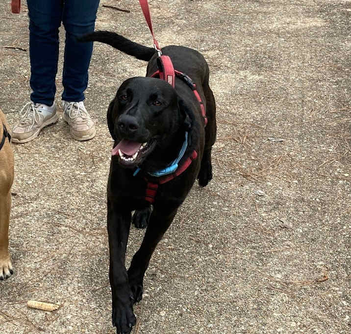 Photo of Buddy