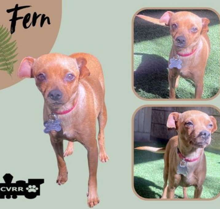 Photo of Fern