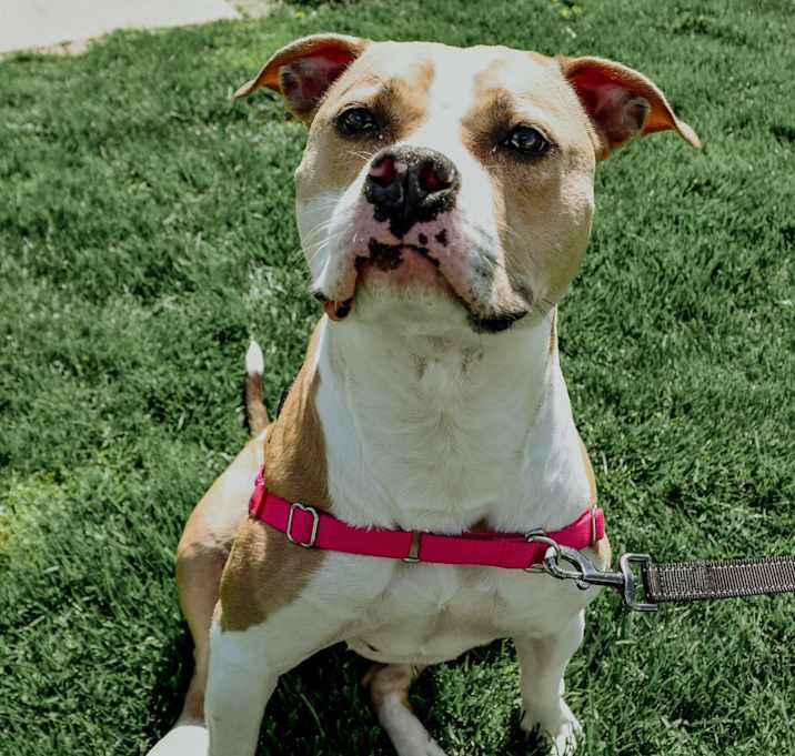 Photo of Honey