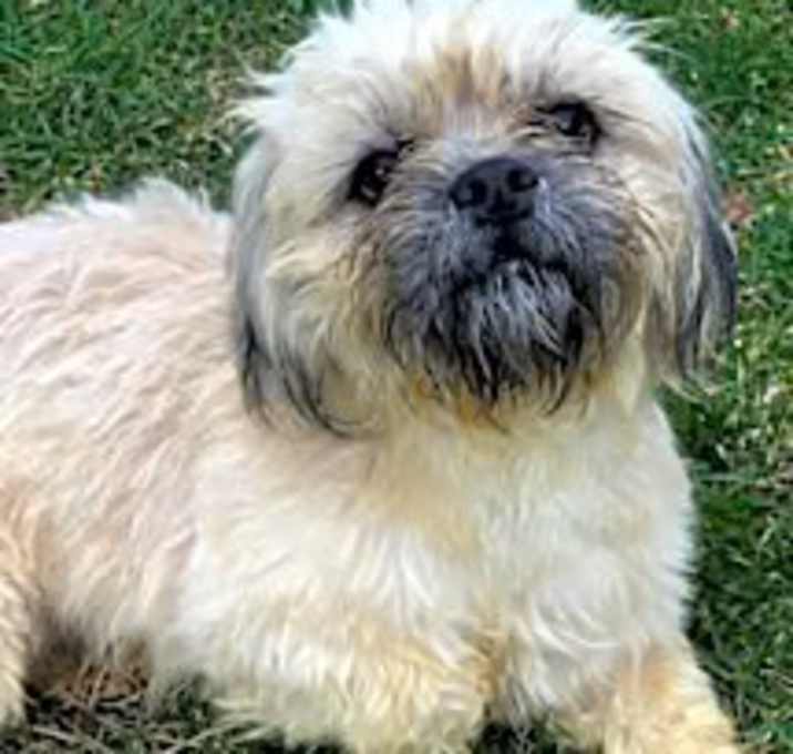 Photo of Rotini
