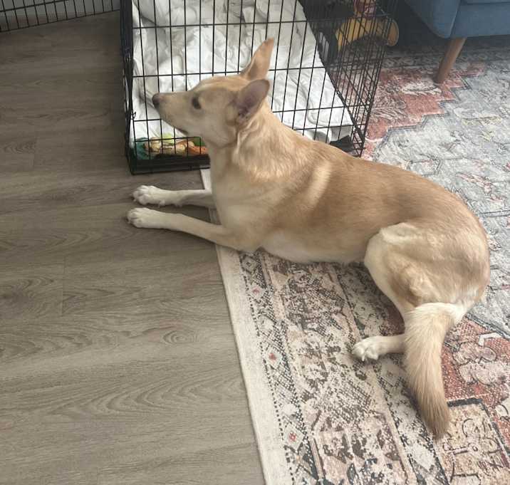 Photo of Honey