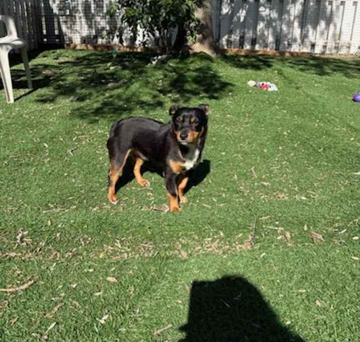 Photo of *KIRBY