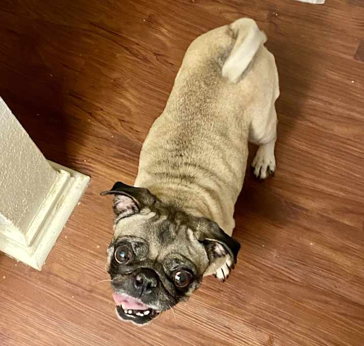 Photo of Fifi
