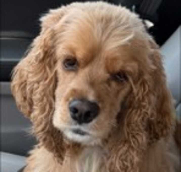 Photo of Bailey