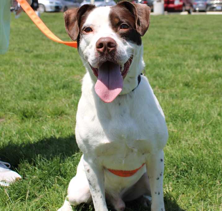 Photo of Otis