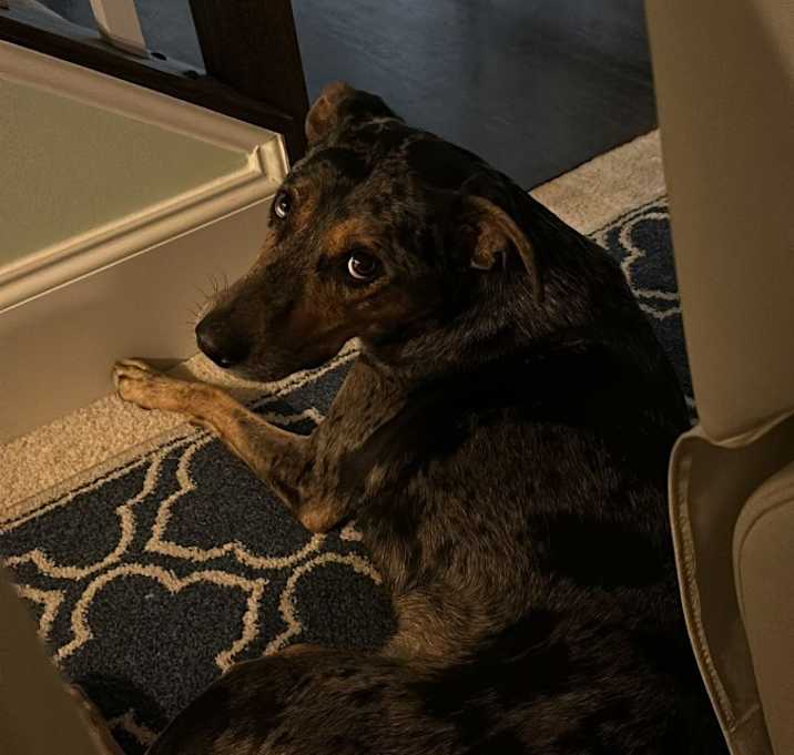 Photo of Koda