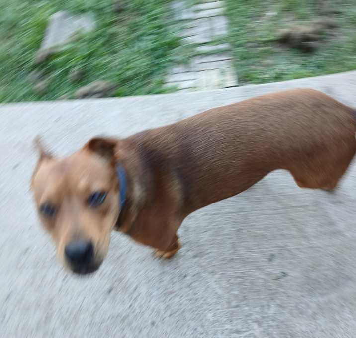 Photo of Sweetie