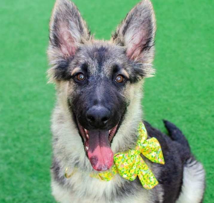 Photo of Renata the Puppy!