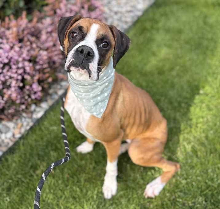 Photo of Nova