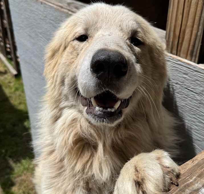 Photo of Rambo