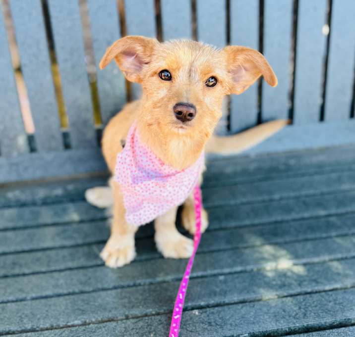 Photo of Muffin