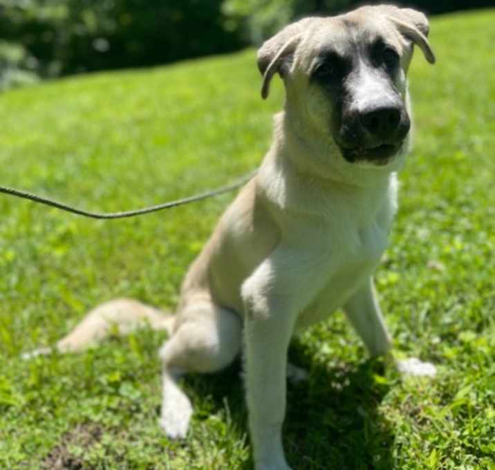 Photo of Buck