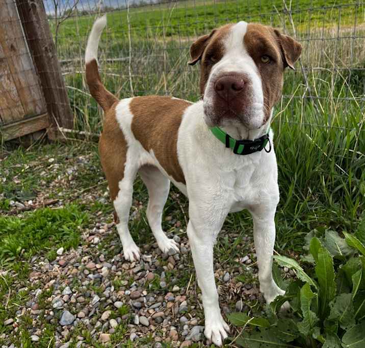 Photo of Rosie (Brue)