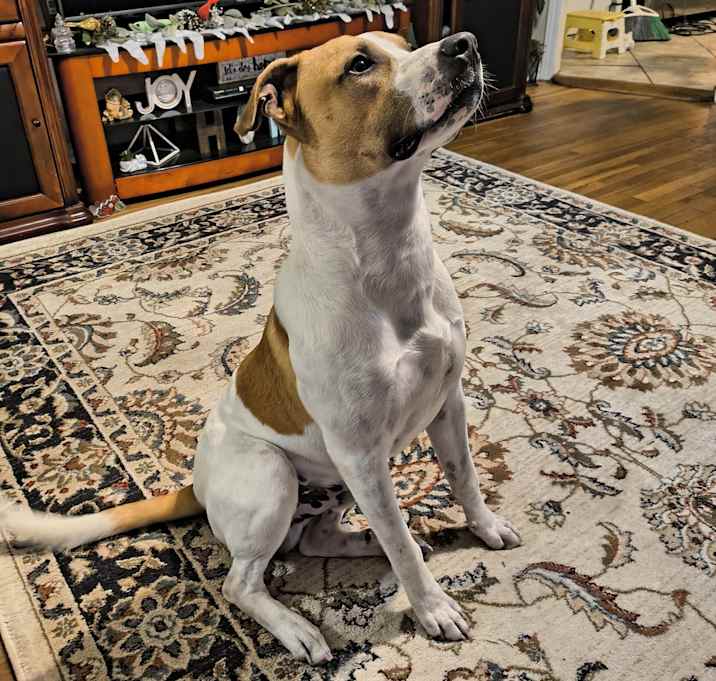 Photo of Snoopy
