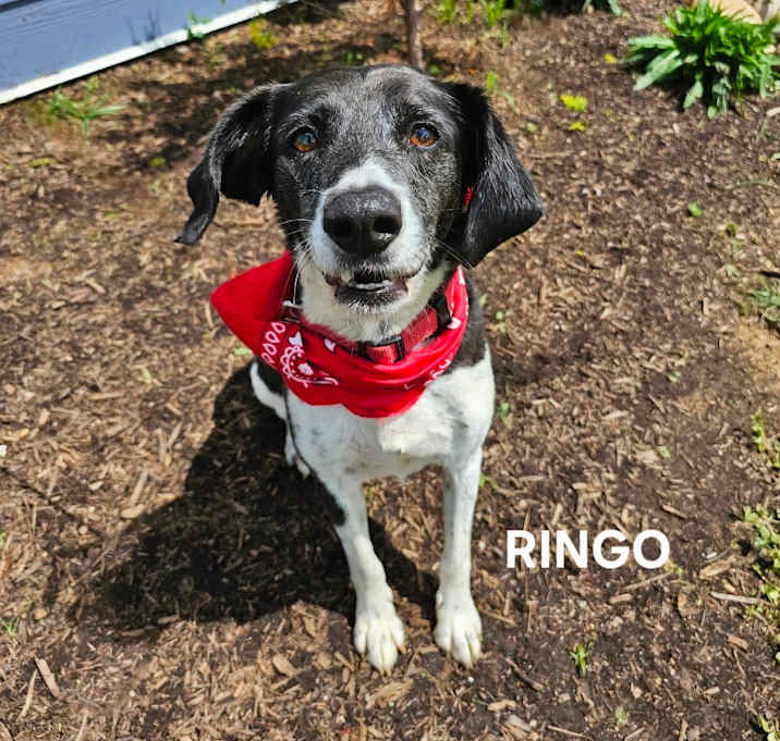 Photo of Ringo