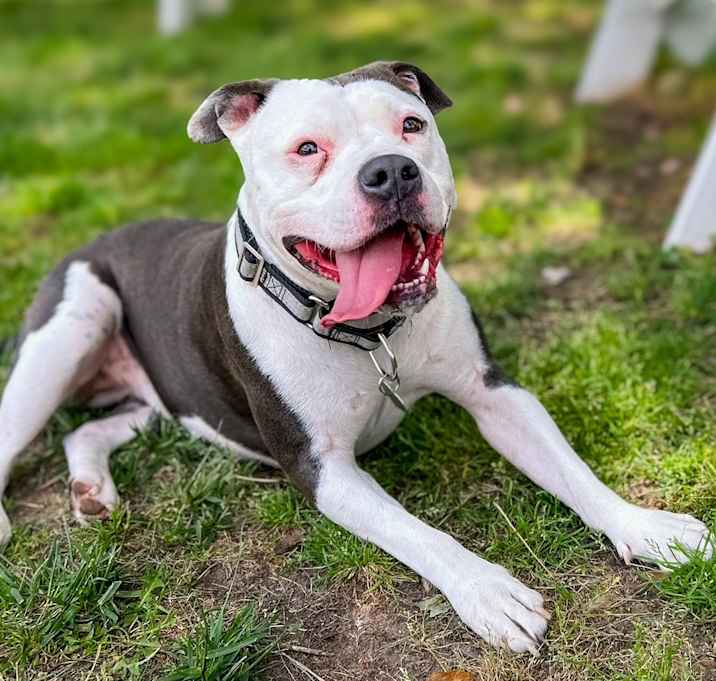 Photo of Luna