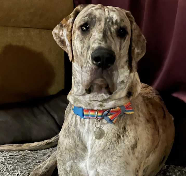 Photo of Howdy