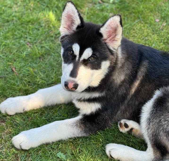 Photo of Dakota