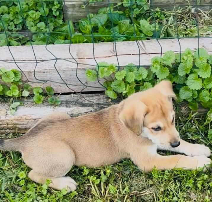 Photo of Buster