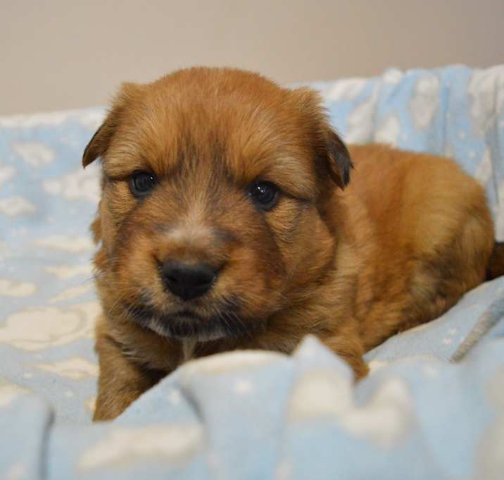 Photo of Flareon