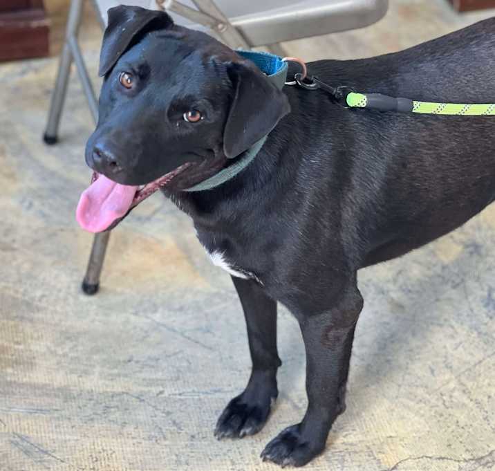 Photo of Ace