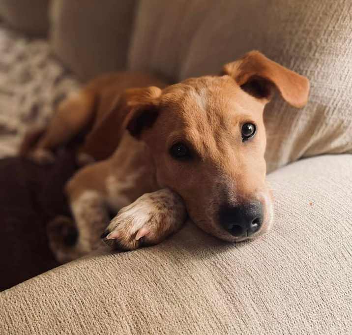 Photo of Romeo