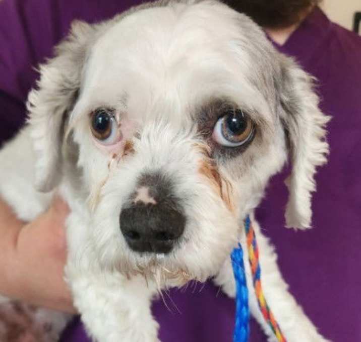 Photo of Summer *Adopt or Foster*