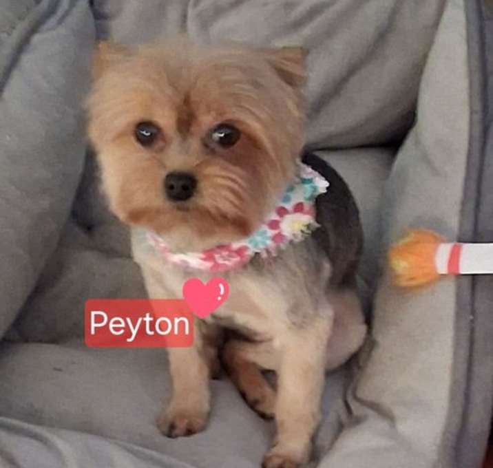 Photo of Peyton