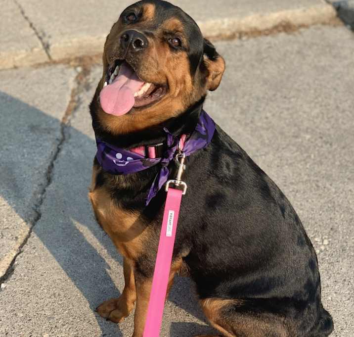 Photo of Roxanne/Roxy